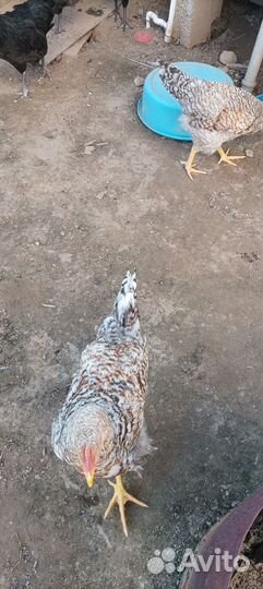 Петухи Билефельдер- криль / Австролорп