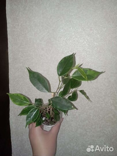 Фикус Анастасия