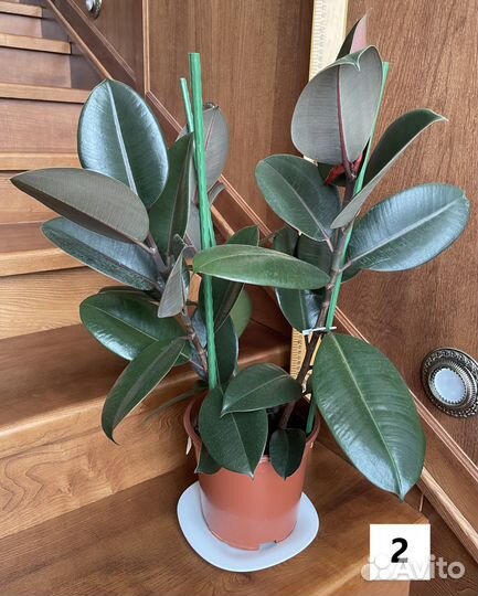 Фикус каучуконосный