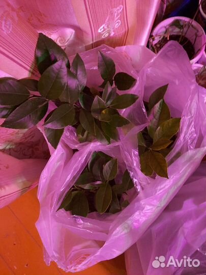 Лимон, сорт Мейер