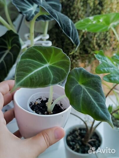 Алоказия Блек Вельвет, Розовый дракон