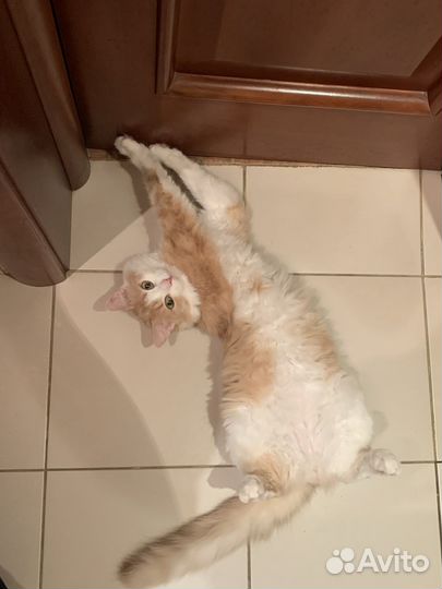 Котик в добрые руки