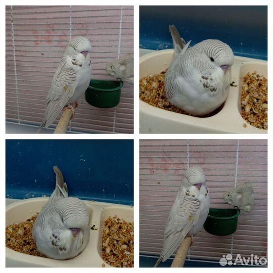 Попугаи ввп Чехи