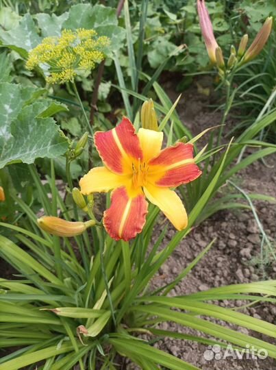 Лилейники сортовые