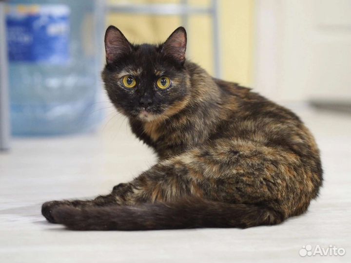 Мелисса ищет дом