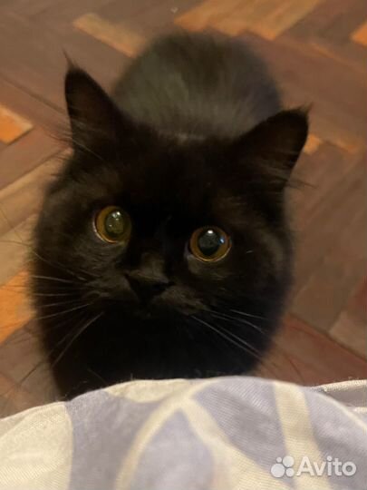 Кошки в добрые руки