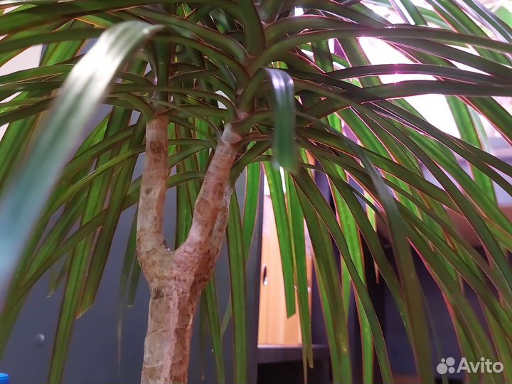 Драцена маргината взрослая