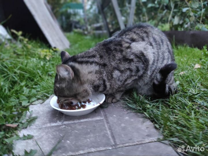 Отдадим кота в добрые руки