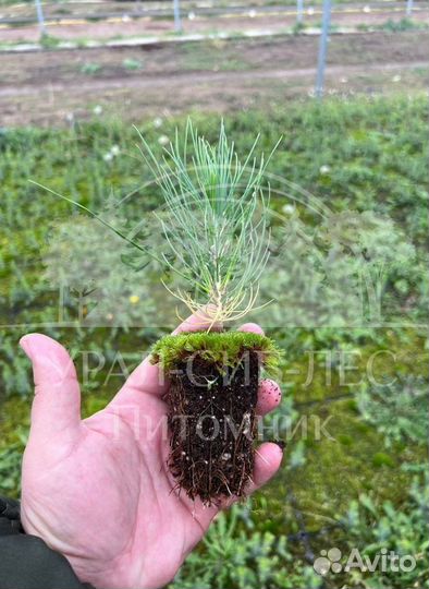 Предзаказ Лиственница Сибирская зкс сеянцы