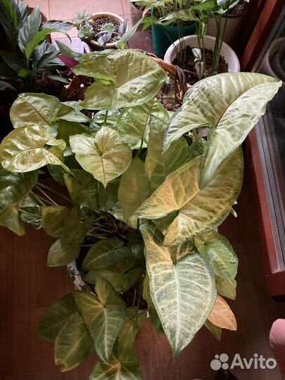 Сингониумы