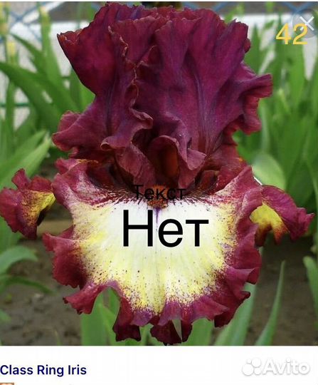 Ирисы сортовые бородатые высокие
