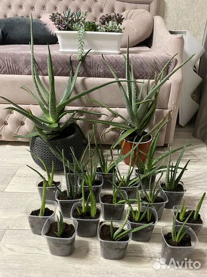 Алоэ лечебный, детки укорененные