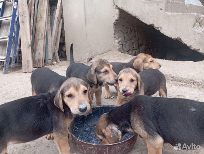 Продаются щенки русской гончей
