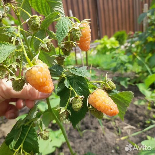 Саженцы малины 