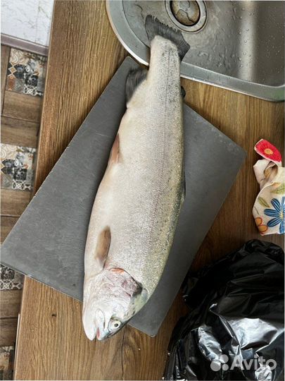 Форель свежая охлаждённая вес 1,7-3 кг