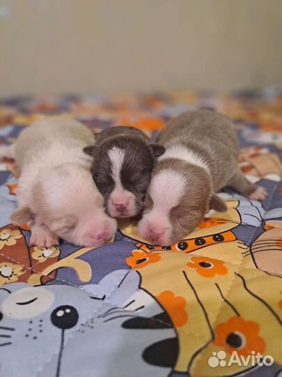 Щенки чихуахуа