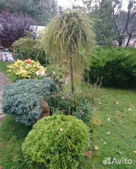 Саженцы хвойных растений