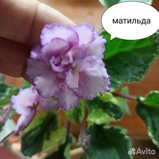 Фиалка
