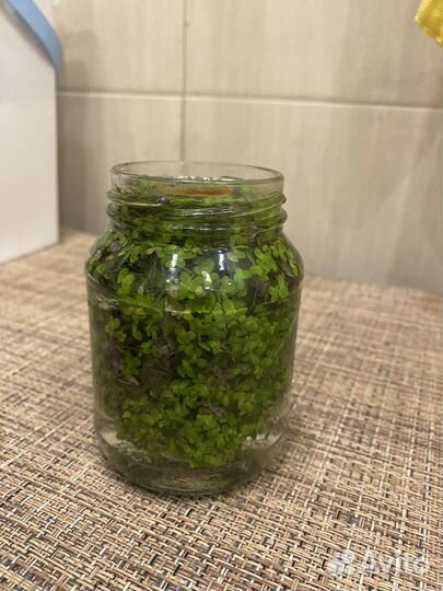 Ряска для аквариума