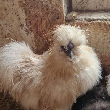 Петух китайский шелковый