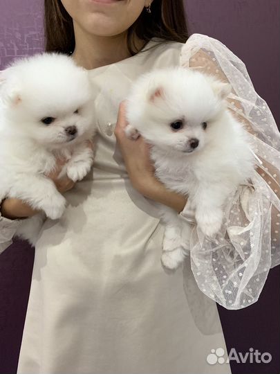 Щенки шпица