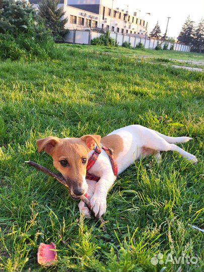 Джек рассел