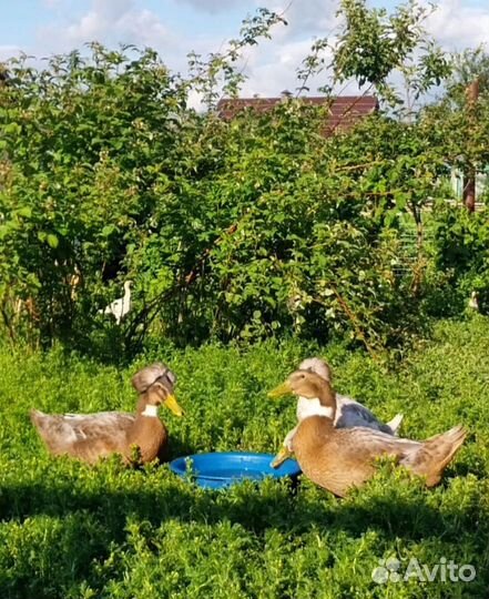 Хохлатые утки семья