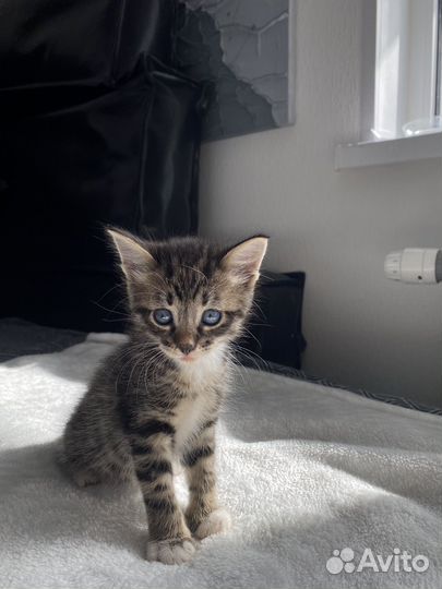 Котенок мальчик до 2х мес