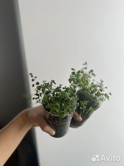 Тимьян многолетний «Пурпурный ковер»