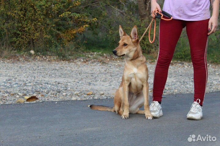 Щенок подросток Лиска ищет дом
