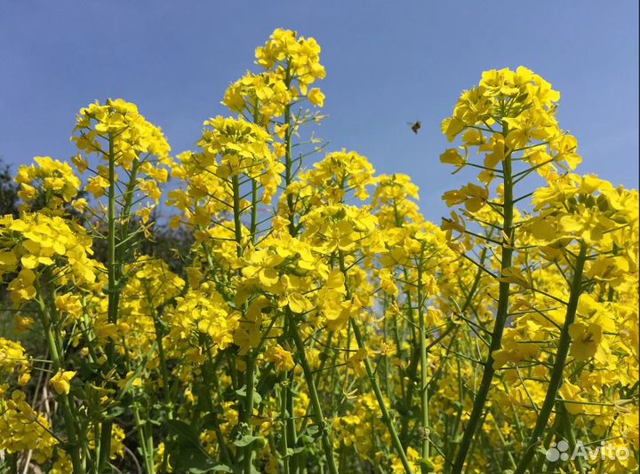 Сидераты: Горчица, Фацелия, Редька масличная