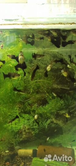 Аквариумные рыбки