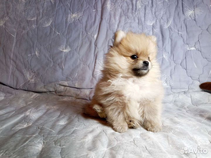 Померанский шпиц