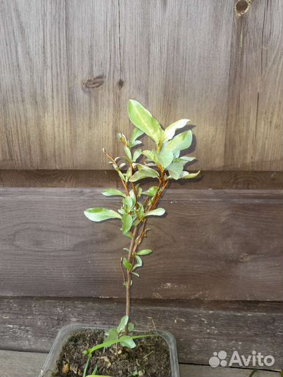 Лох серебристый