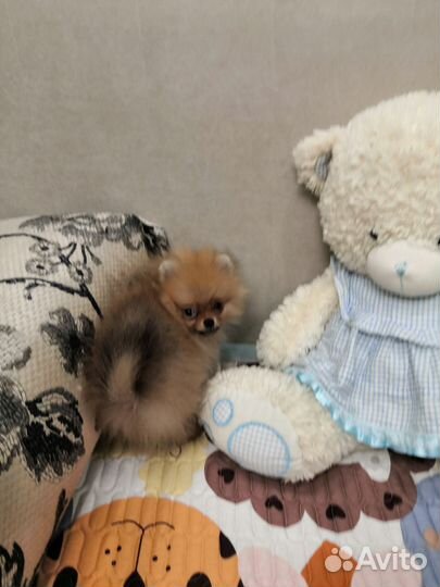 Померанский шпиц мини щенок