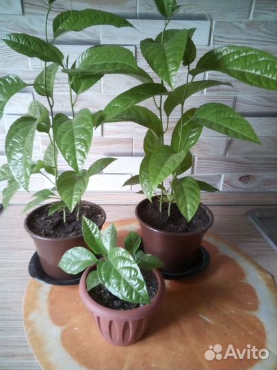 Продам комнатные цветы