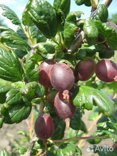 Крыжовник бесшипый саженцы