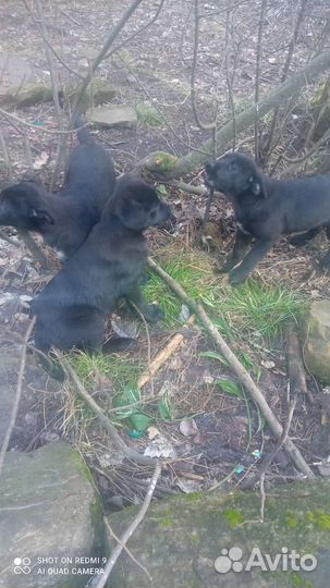 Щенки дворняги