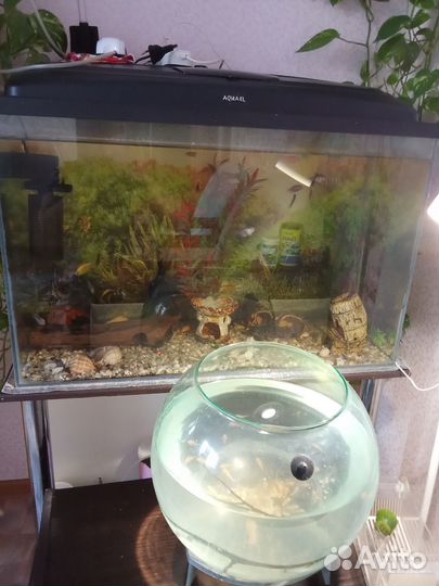 Аквариум