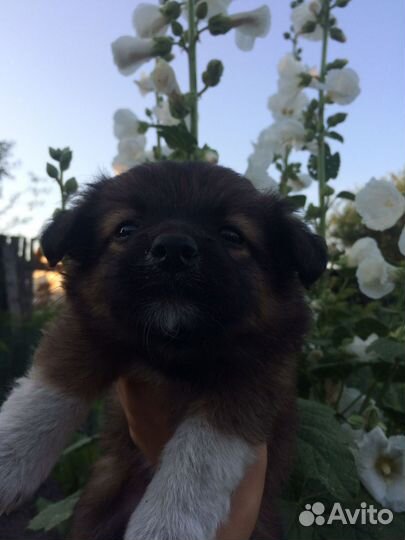 Щенки маленькой дворняжки, в добрые руки