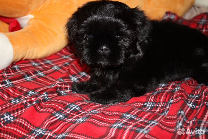 Ши-тцу малтчики и девочки.ркф