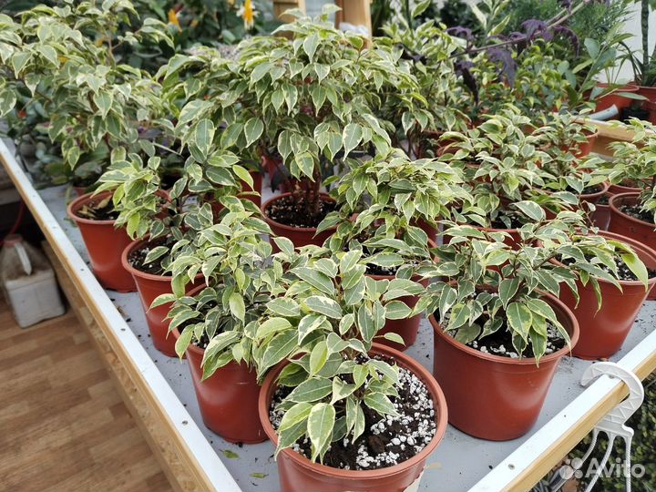 Фикус Бенджамина