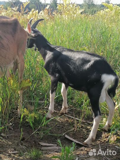 Козлик альпийский