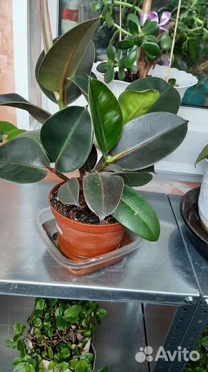 Фикус каучуконосный большой