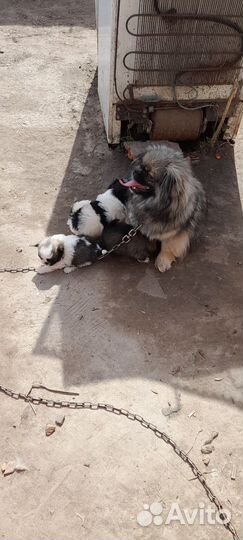 Продам щенка порода пико шпиц