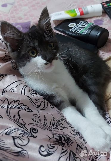 Котята в добрые руки бесплатно