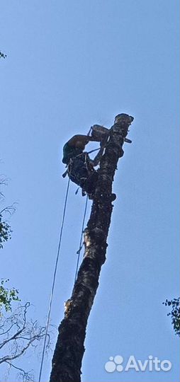 Спил деревьев