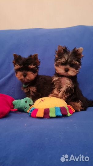 Шикарные иорики