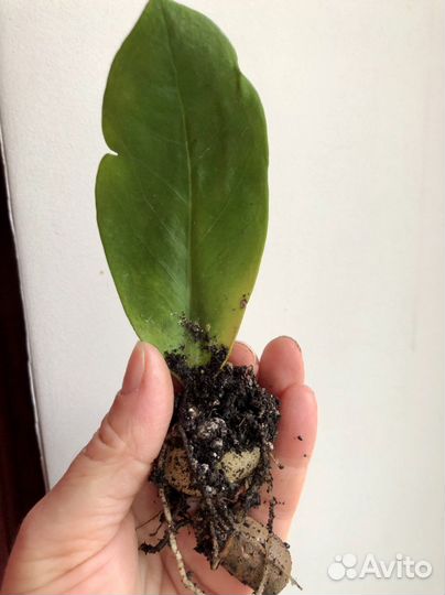 Замиакулькас укоренненый лист