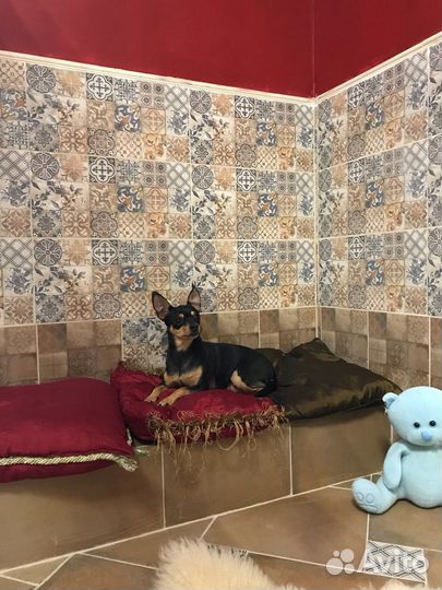 Зоогостиница (передержка) для собак и кошек